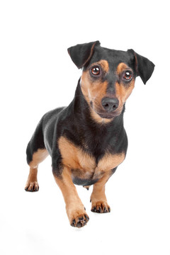 杰克羅素梗犬