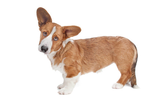 威爾士柯基犬