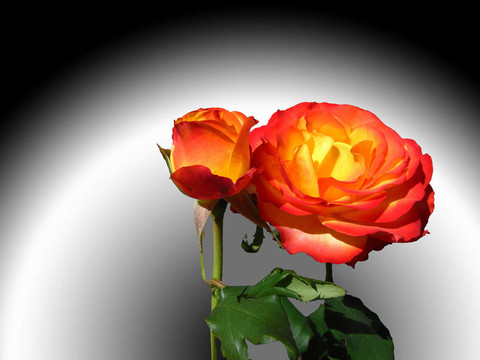 2朵紅玫瑰