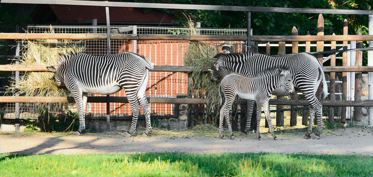 在莫斯科動物園里的斑馬家族；俄羅斯