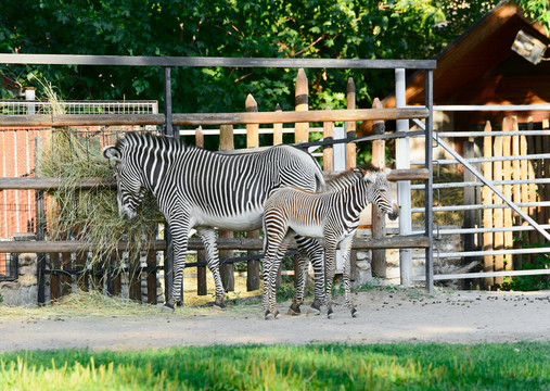在莫斯科動(dòng)物園里的斑馬家族；俄羅斯