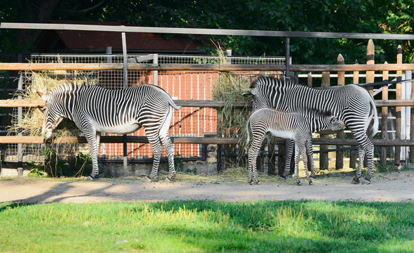在莫斯科動(dòng)物園里的斑馬家族；俄羅斯