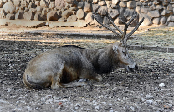 在莫斯科動物園休息的鹿；在俄羅斯