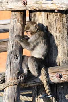 莫斯科動(dòng)物園里的一只樹上的猴子；在俄羅斯