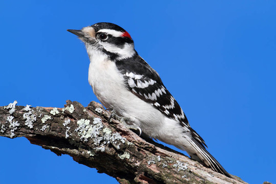 Male Downy Woodpecker（Picoides毛竹）