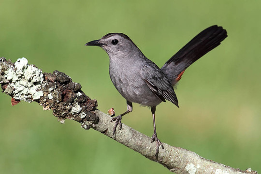 Gray Catbird（Dumetella研究）