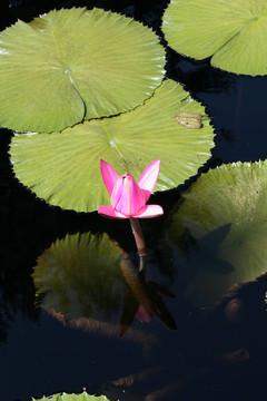 水百合