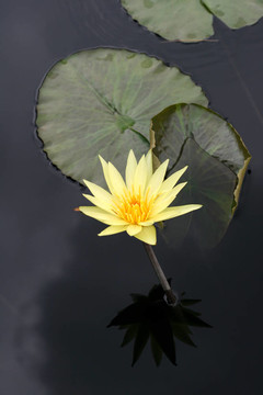 水百合