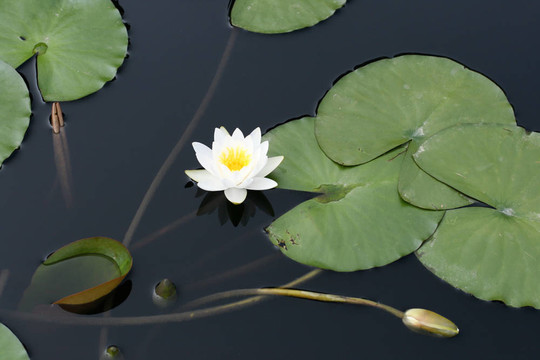 水百合