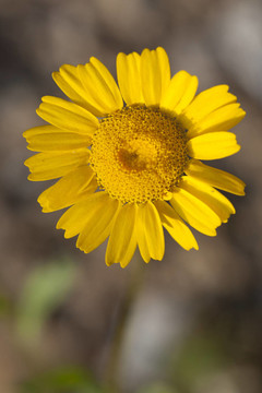 雛菊