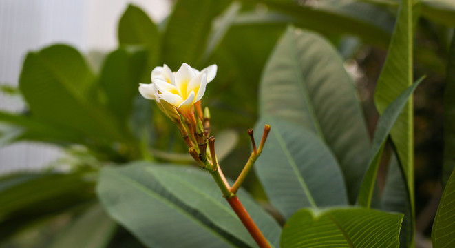 雞蛋花