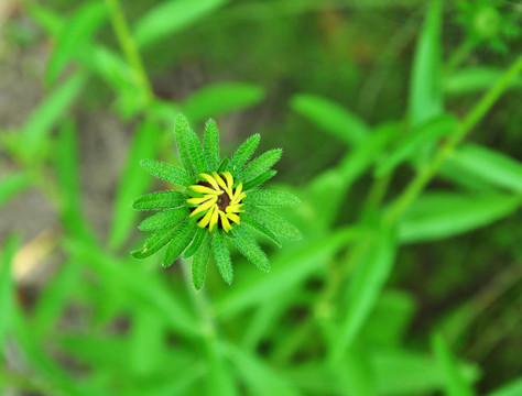 菊花蕾
