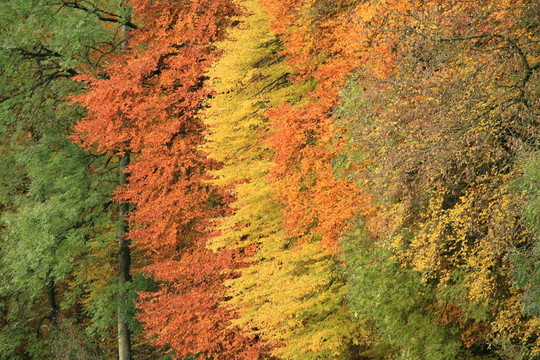秋天的树林98