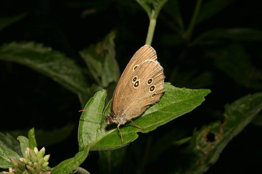 Ringlet（aphantopus hyperantus）