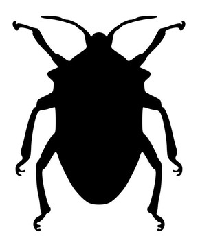 真正的bug的剪影
