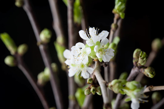 櫻花