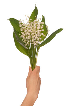 山谷的百合花