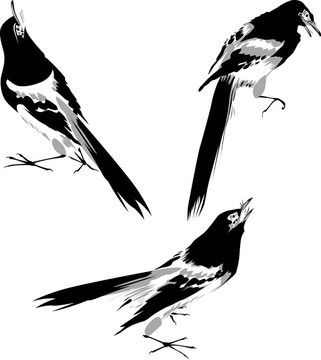 鳥的插圖