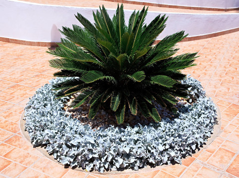 Cycas Revoluta。