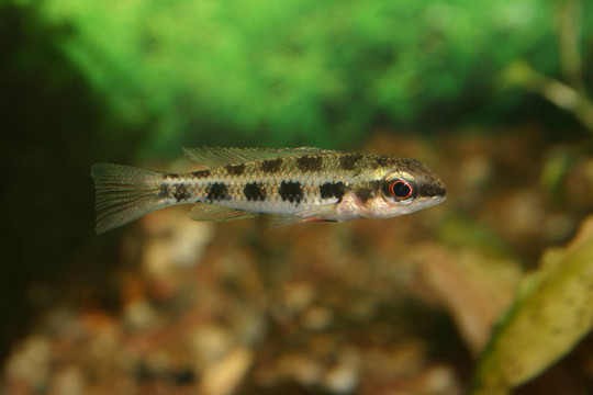 棋盤鯛（Crenicara filamentosa）
