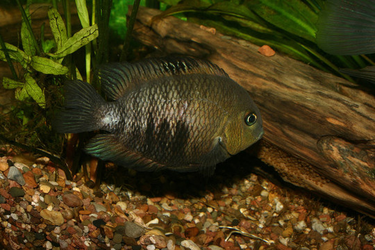 藍(lán)眼鯛（Cryptoheros spilurus）
