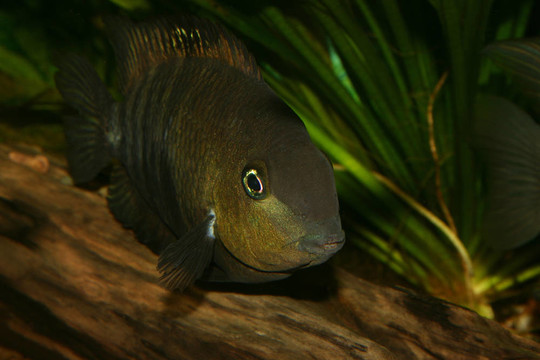 藍眼鯛（Cryptoheros spilurus）