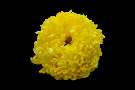 黃色菊花寫真