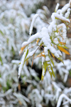 白雪  竹葉
