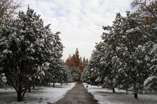 西安小雁塔景區(qū) 雪景