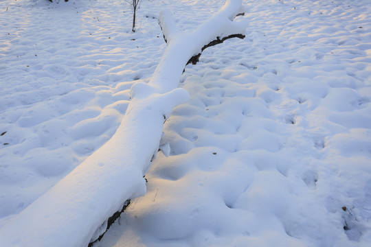 冬雪 樹林