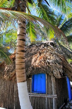 椰子樹海灘PALAPA小屋