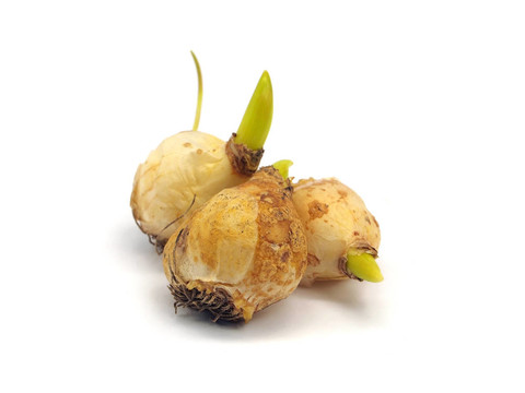 葡萄風(fēng)信子球根花卉