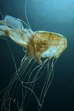 水母