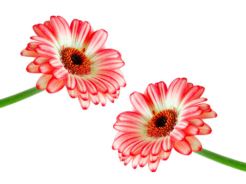 Gerber的花