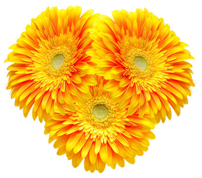 Gerber的花