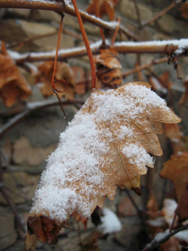 樹枝和樹葉上的第一場雪