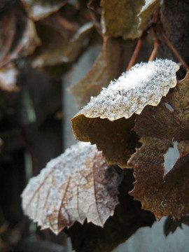 樹枝和樹葉上的第一場雪