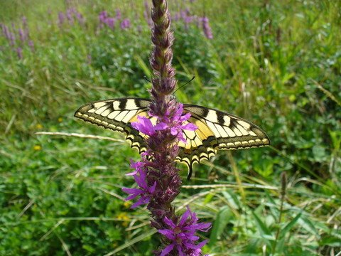 蝴蝶- Papilio machaon