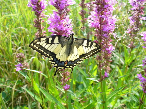 蝴蝶- Papilio machaon