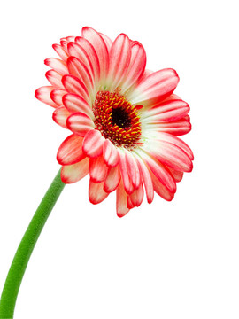Gerber的花