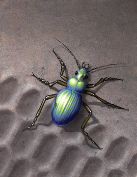 colosoma