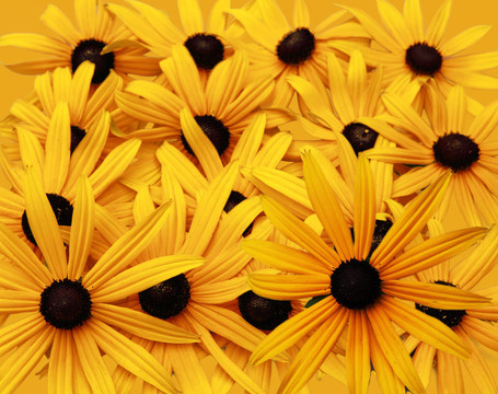 Black Eyed Susan背景