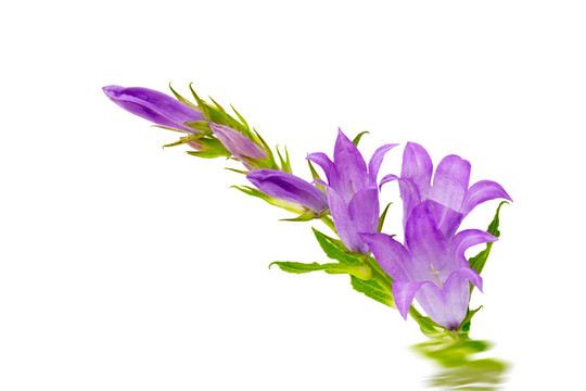 藍鈴花