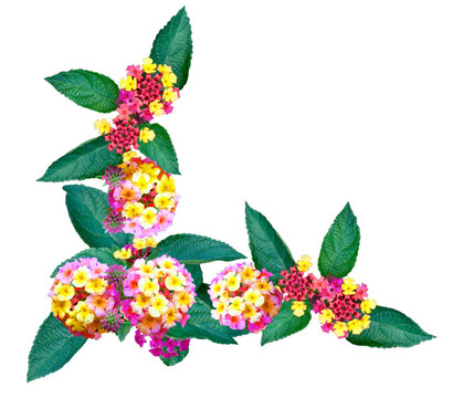馬纓丹