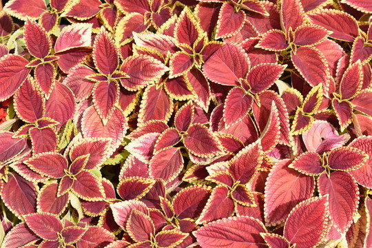 紅葉