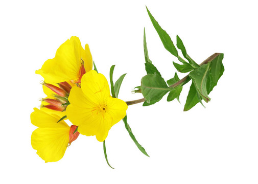 報(bào)春花