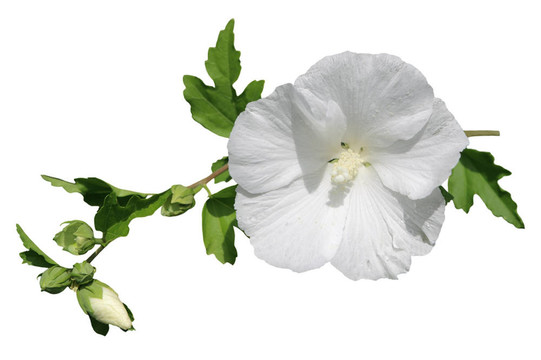 白芙蓉