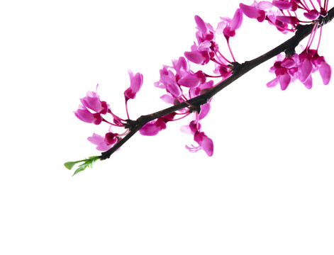 紫荊花