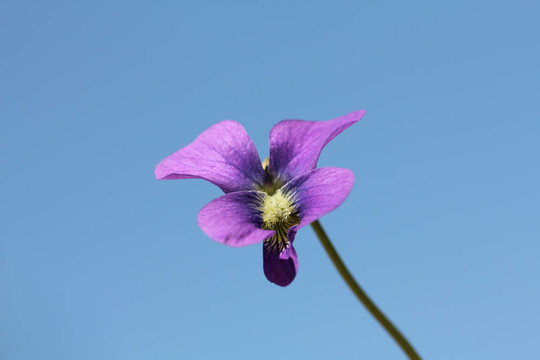 紫羅蘭花