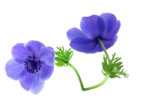 銀蓮花